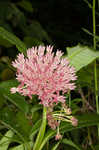 Purple milkweed